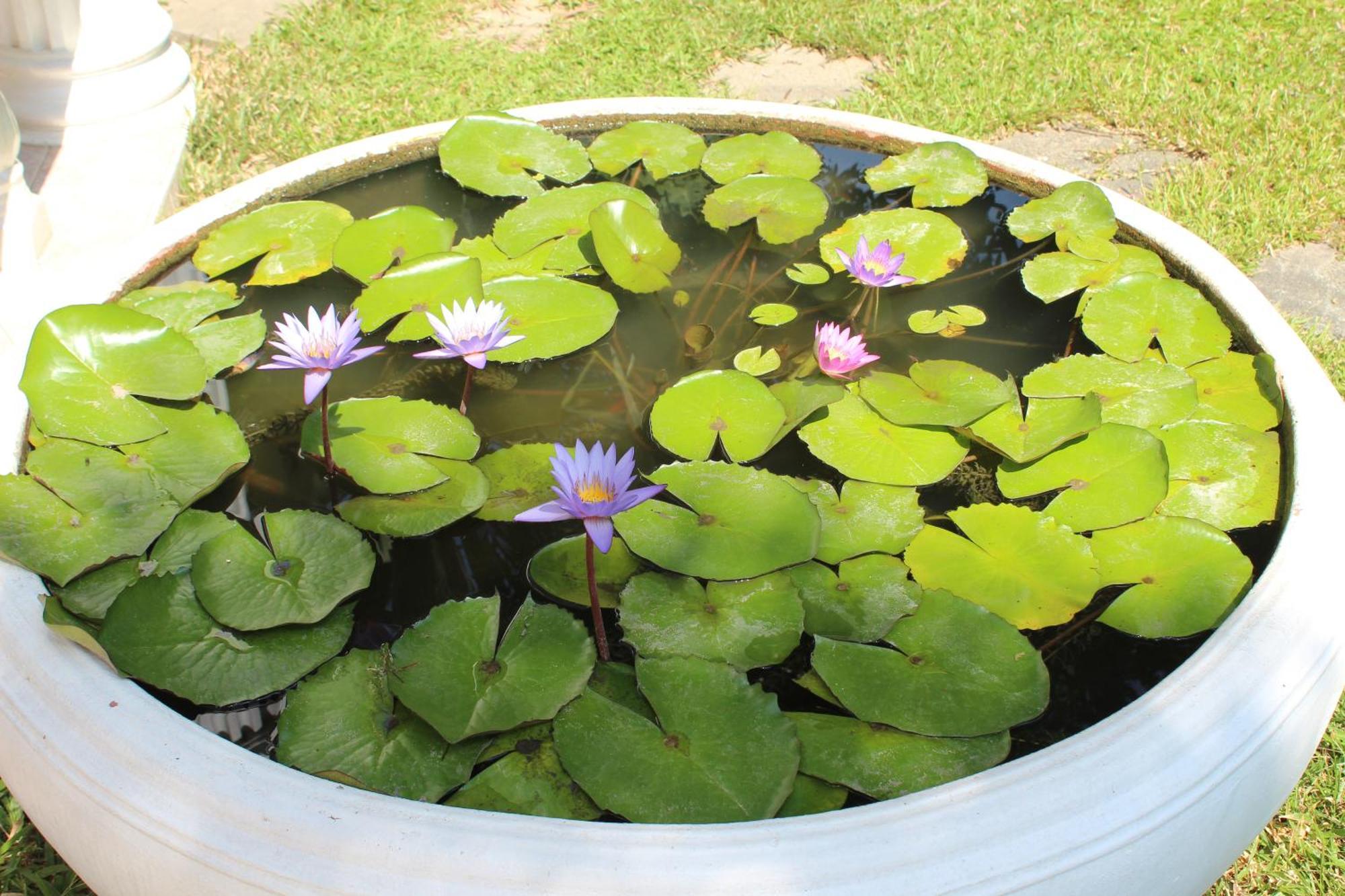 White Elephant Resort Surin Dış mekan fotoğraf